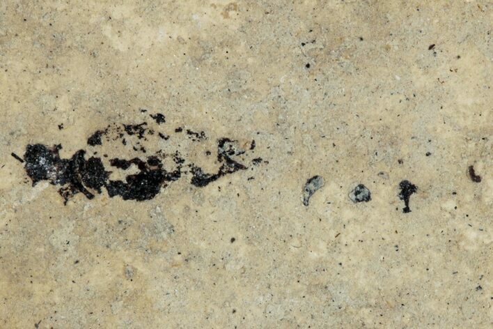 Fossil Insect (Hymenoptera) - France #290709